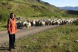 A herd!