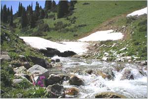 A mountain stream in the Tien Shan Mountains