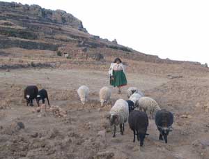 An Aymara woman herding sheep on Amantani island