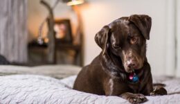 dog-friendly-lodging