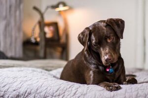 dog-friendly-lodging