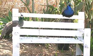 Peacocks at the Camillo Ranch