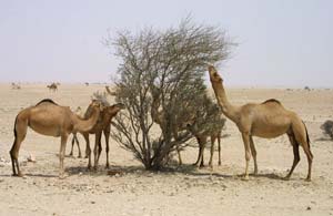 Qatar: Capturing the Magic of Arabia 3 Camels in the Qatari desert