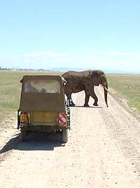 Elephant crossing the savannah. photos by Marie Javins.