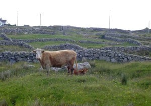 These enclosures tell the story of the Penal Laws and the famine.