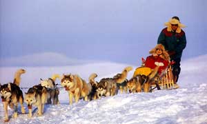 Dogsledding in Lapland