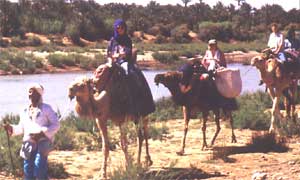 Riding camels in Morocco