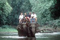 thailand-elephants-b