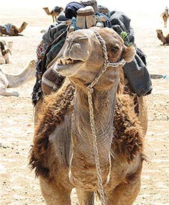 Tunisia and Its Breathtaking Scenery 4 Help! Dentist!