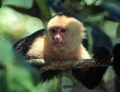 A Capuchin monkey