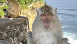 monkeys