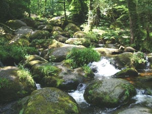 Preserving Dartmoor's Manmade Wilderness 3 Dartmoor is one of the last wilderness areas in the UK