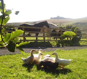 Preserving Dartmoor's Manmade Wilderness 2 Holwell Farm in Dartmoor