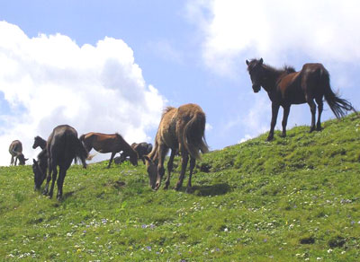 India: A Trek Through the Kuari Pass 13 Not a care in the world