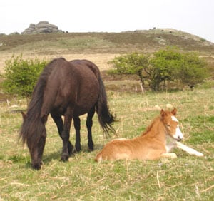 Preserving Dartmoor's Manmade Wilderness 1 Native ponies roam freely on Dartmoor