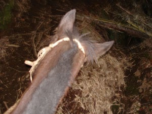 The mare grabs a bite to eat.