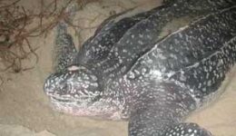 A Leatherback turtle in Trinidad.