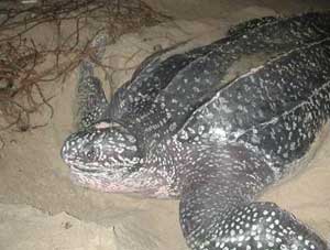 A Leatherback turtle in Trinidad.