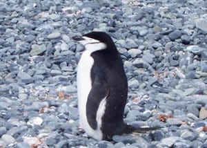 Chinstrap penguin