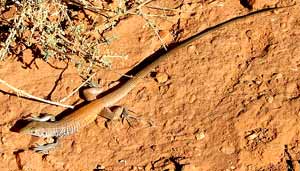A Snake Safari in Northwest Nevada 6 Whiptail lizard
