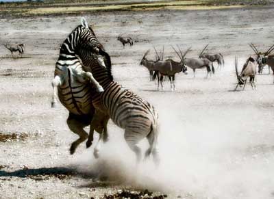 Namibia's Harnas Wildlife Sanctuary 3 Zebra fighting