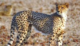 cheetah