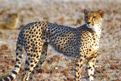 Namibia's Harnas Wildlife Sanctuary 7 Cheetah