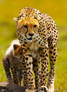 Noah's Ark in the Desert of Namibia 6 A cheetah and her cub