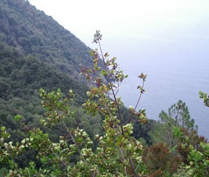 Mountains in Cinque Terre