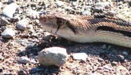 gophersnake