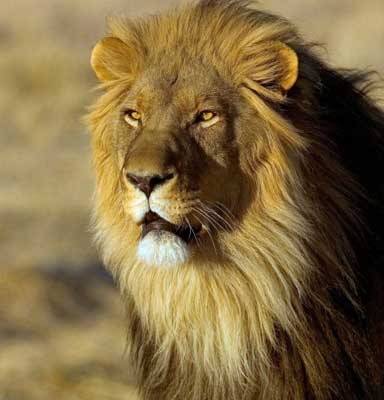 Namibia's Harnas Wildlife Sanctuary 5 Lion