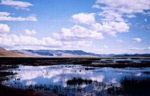 A Snake Safari in Northwest Nevada 7 Nevada salt flats