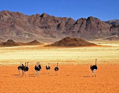 Namibia's Harnas Wildlife Sanctuary 1 Ostrich