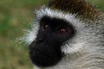 Namibia's Harnas Wildlife Sanctuary 12 Vervet monkey