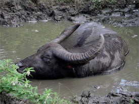 A water buffalo cools itself on Komodo Island.