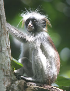 Zanzibar: A Magical Blend of Arabia and Africa 2 A young red colobus monkey