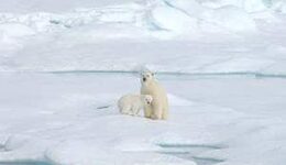 A polar bear and her cub.