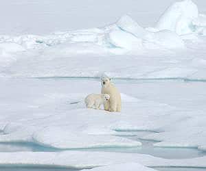 A polar bear and her cub.