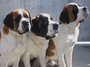 Switzerland: Hiking in the Land of Sky 3 Saint-Bernards meet the public outside their training area.