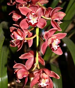 Wild orchids in the Yumthang Valley