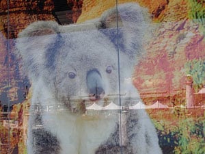 A koala in the window