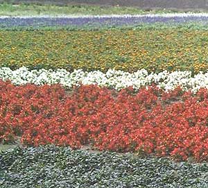 Japan: The Sapporo Snow Festival 5 Flowers bloom from May to October in Furan