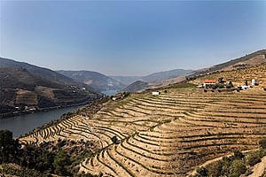 The terraces of the Douro River Valley