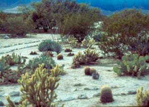 Vallecito: A Quiet, Primitive Desert Campground 2 The abundant vegetation at Vallecito attracts a variety of wildlife.