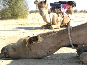 Women's Tales of Courage and Adventure 3 Camels in the Sahara Desert