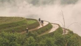 Rice terraces in Longji