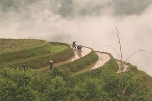 Rice terraces in Longji