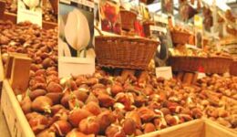 Tulip bulbs in Amsterdam.