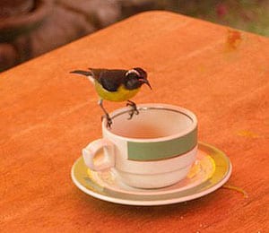 The bananaquit, or sugar bird, is small and courageous.