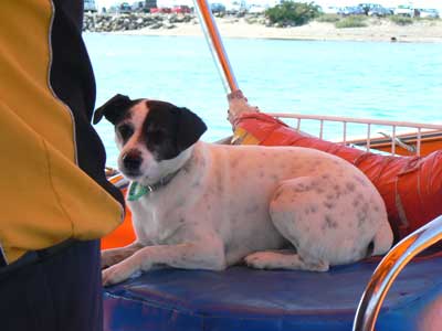 Chaddy's little Jack Russell Terrier likes to bite the fishing line strung 